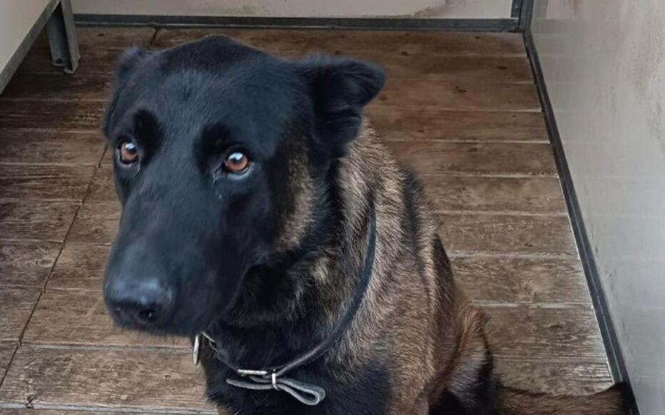 爱游戏在线-在梅斯vs里昂的比赛赛后，一条警犬在干预球迷斗殴过程中丧生